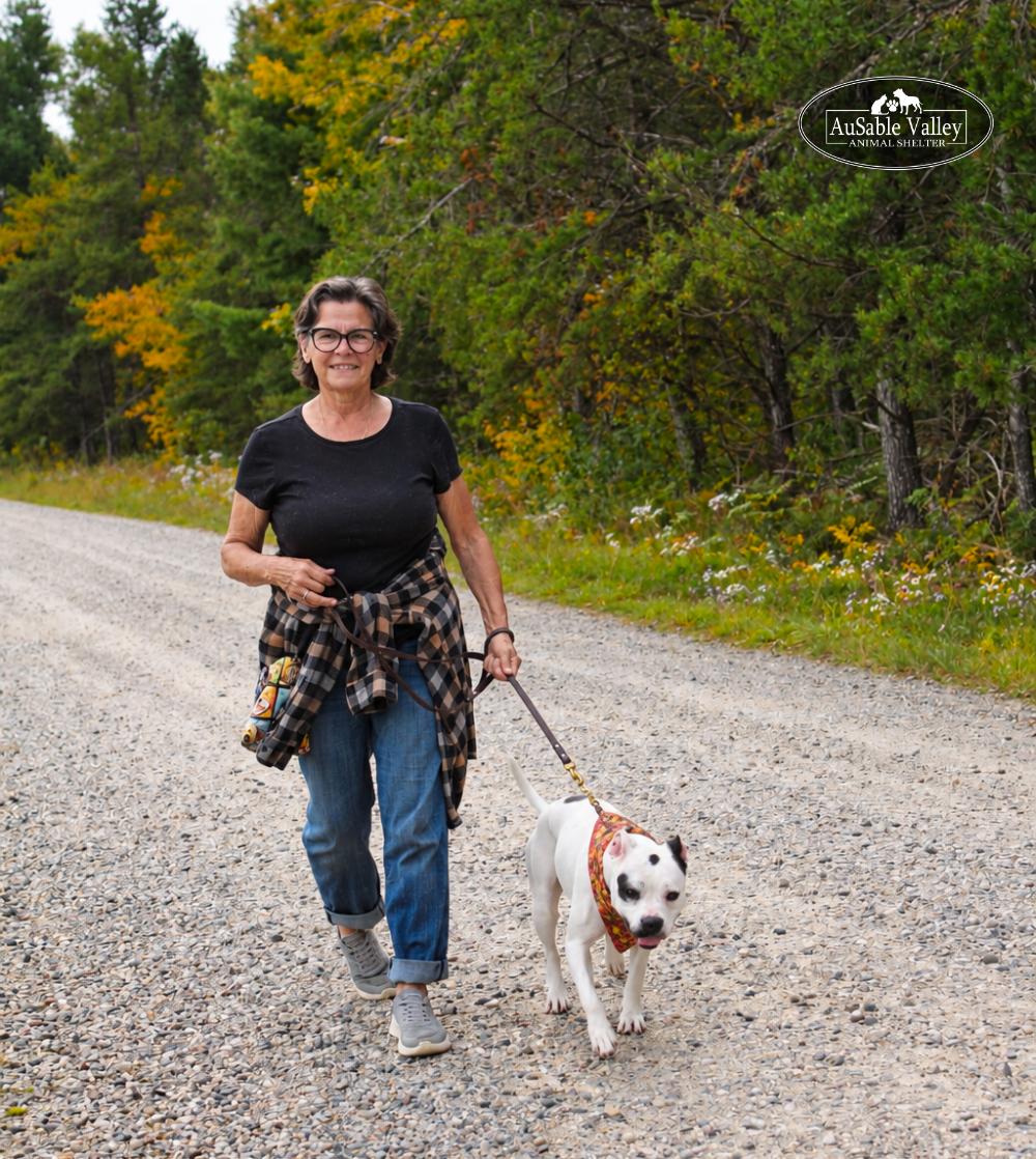 Enlarge Harper, a Adoptable mixed breed in Grayling, MI image 5/6