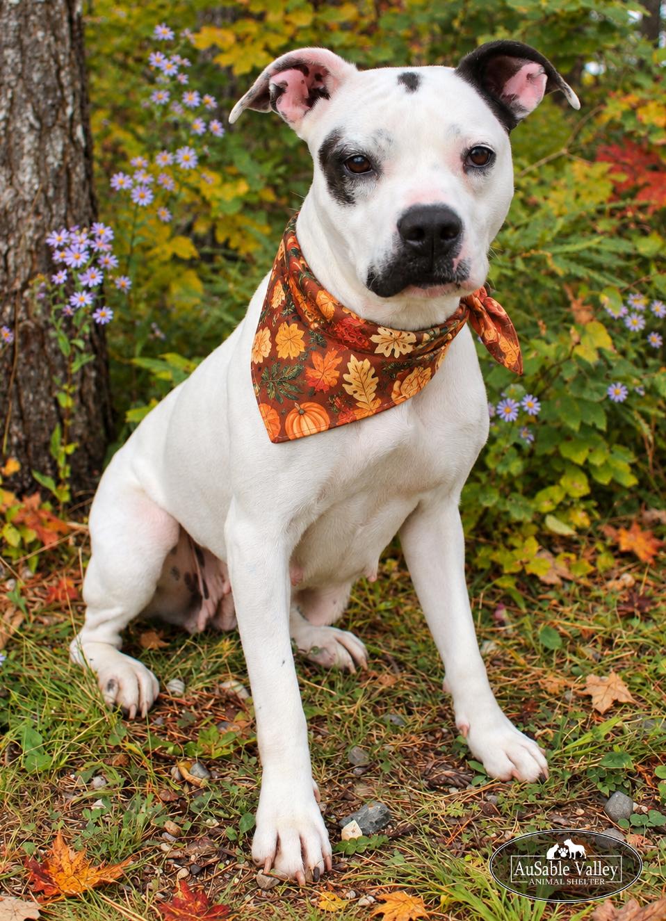Enlarge Harper, a Adoptable mixed breed in Grayling, MI image 6/6