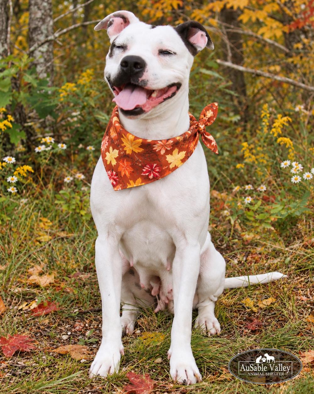 Enlarge Harper, a Adoptable mixed breed in Grayling, MI image 2/6