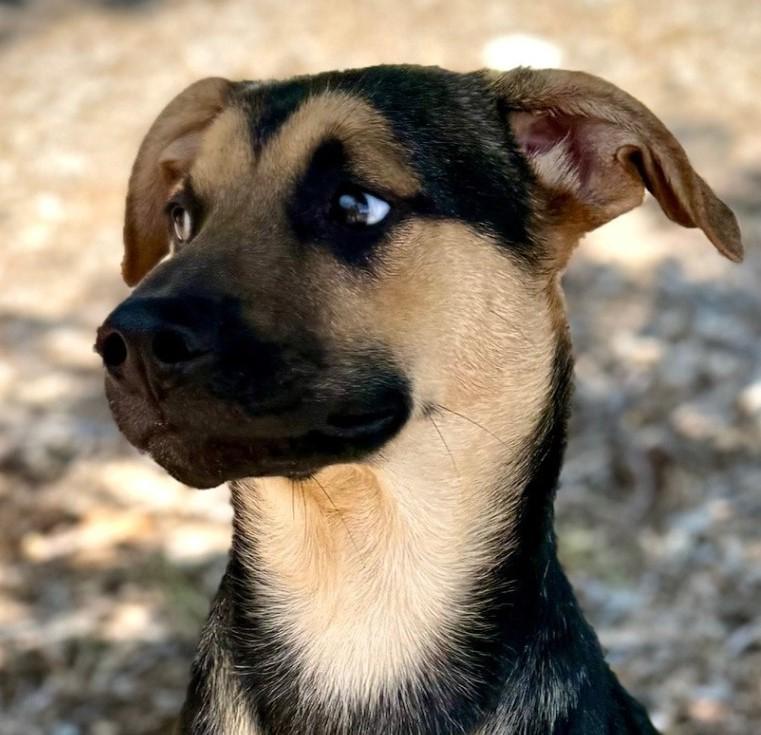Tundra, Baby Male German Shepherd Dog