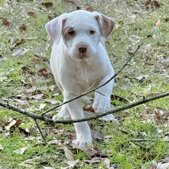 Enlarge Susie, a ADOPTABLE mixed breed in Boston, MA image 2/6