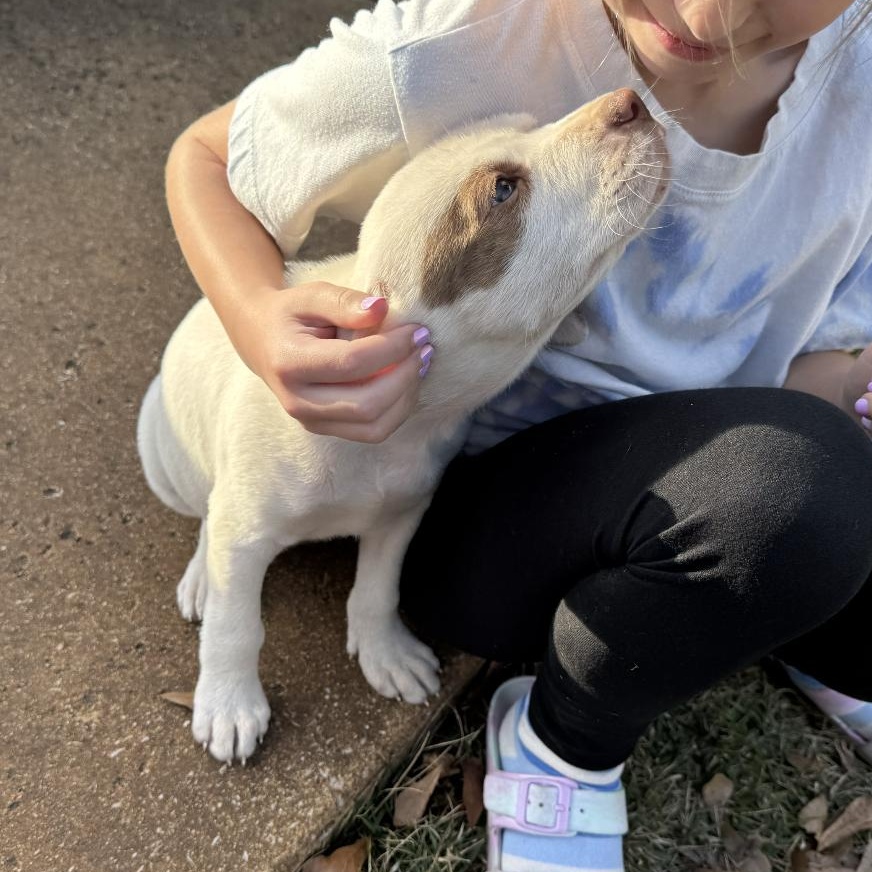 Enlarge Susie, a ADOPTABLE mixed breed in Boston, MA image 4/6