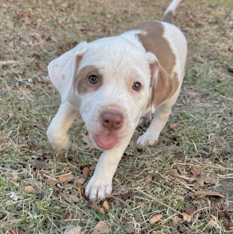 Enlarge Susie, a ADOPTABLE mixed breed in Boston, MA image 3/6