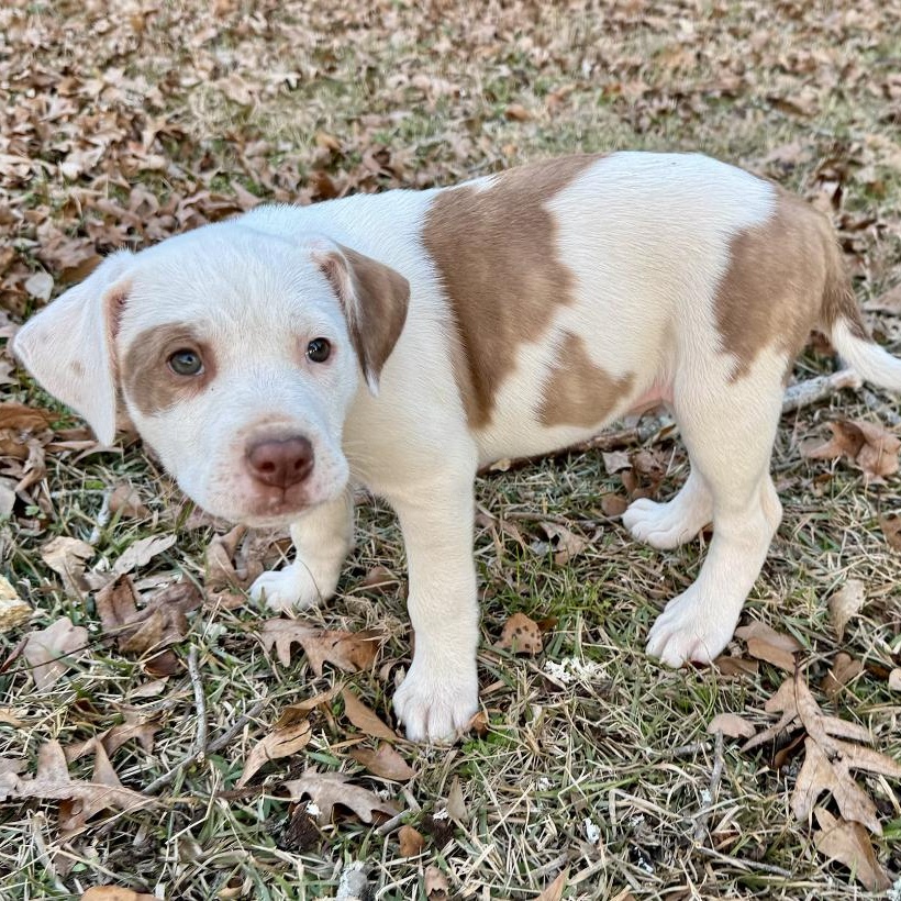 Enlarge Susie, a ADOPTABLE mixed breed in Boston, MA image 5/6