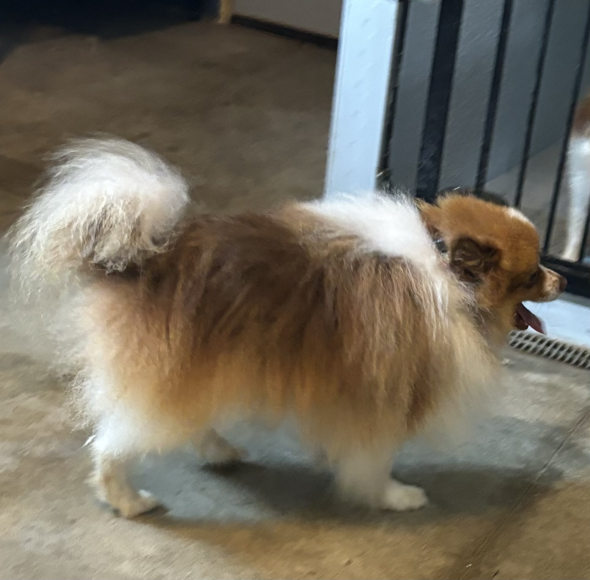 Murphy, Adopted, Young Male Pomeranian.