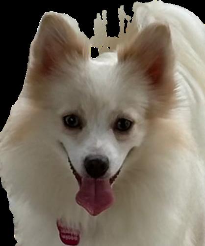 Enlarge Murphy, a Adopted Pomeranian in Adams, NE image 2/4