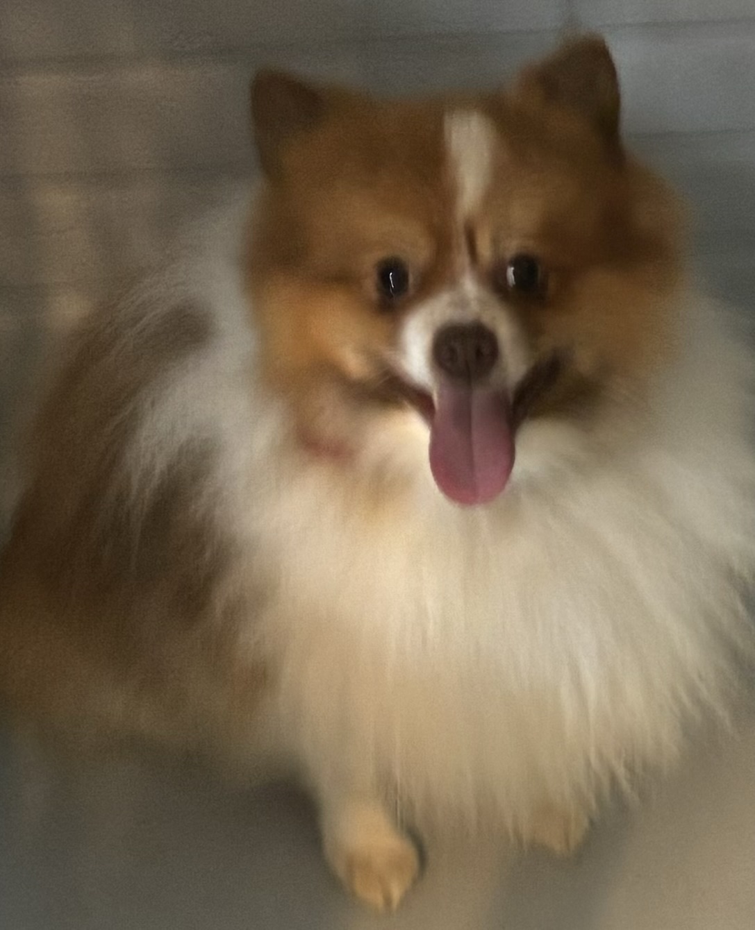 Enlarge Murphy, a Adopted Pomeranian in Adams, NE image 3/4