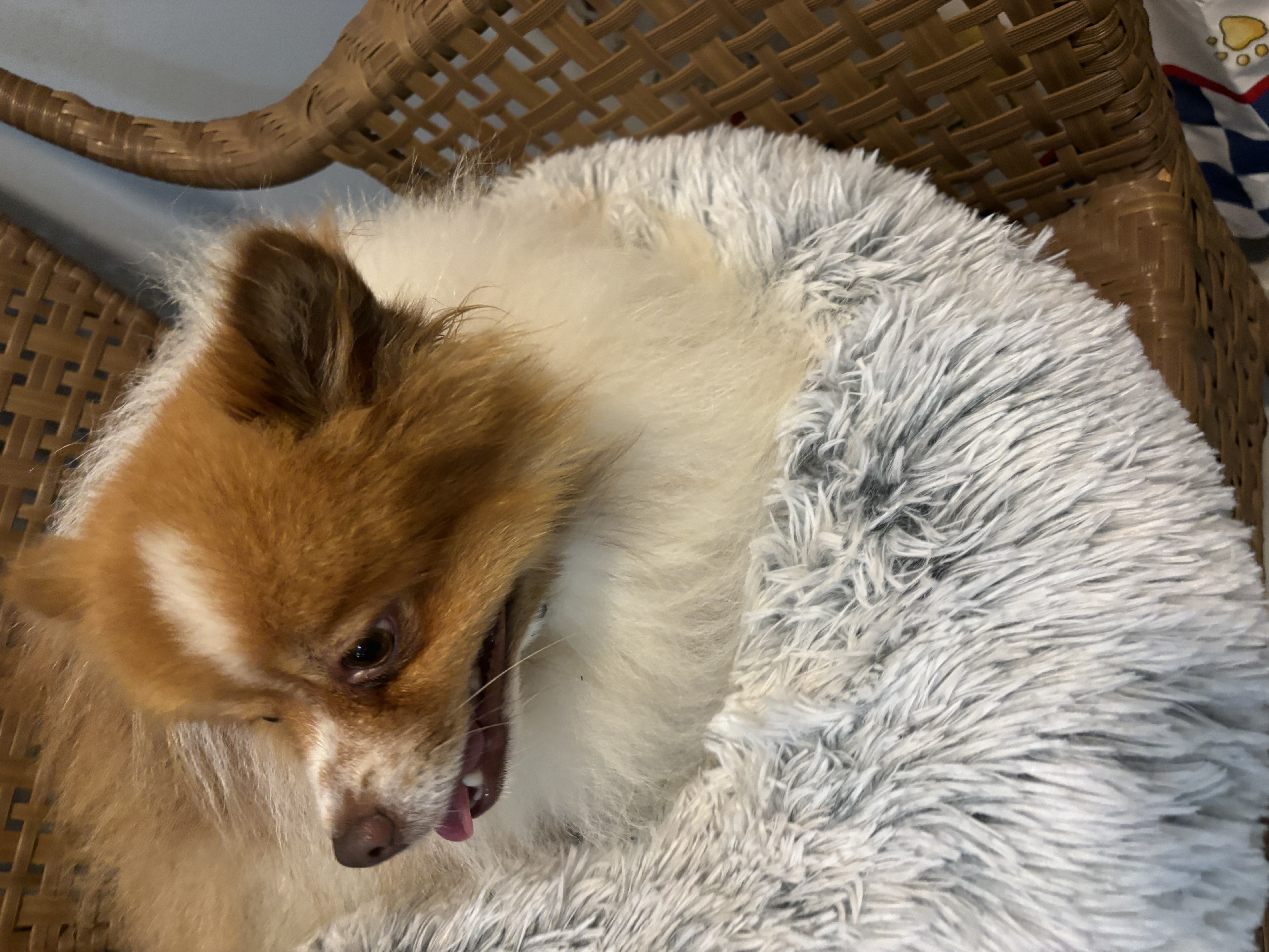 Murphy, Adopted, Young Male Pomeranian.
