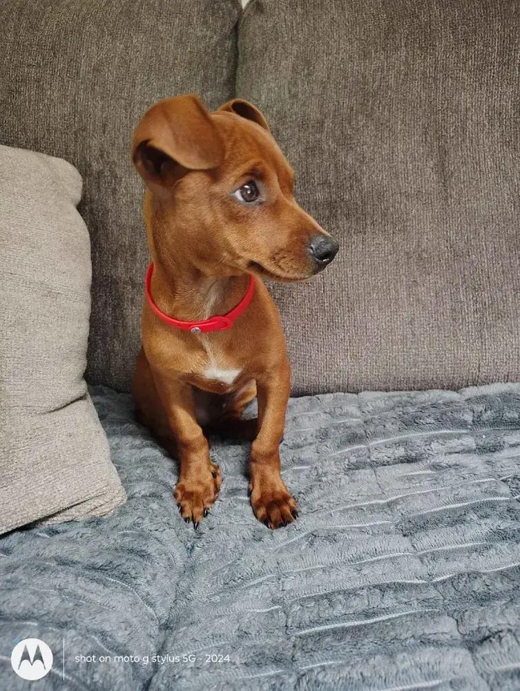 Coco, Adopted, Puppy Male Mixed Breed.