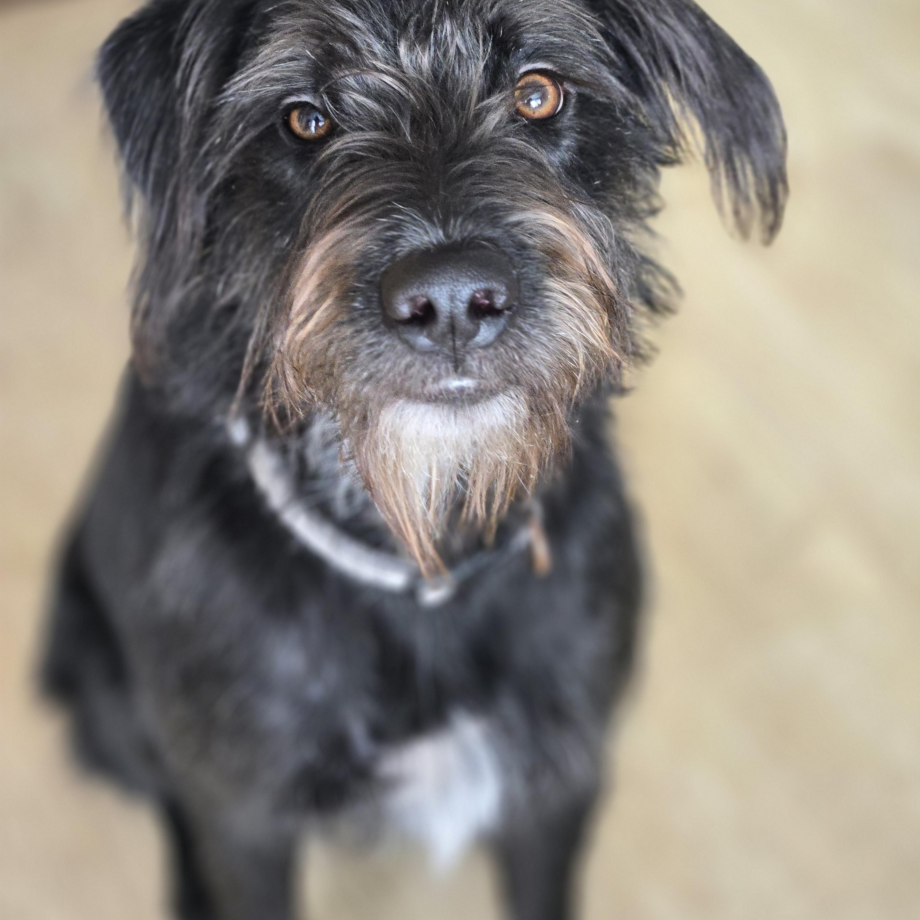 Klara , adopted, Young Female German Wirehaired Pointer & Border Collie.