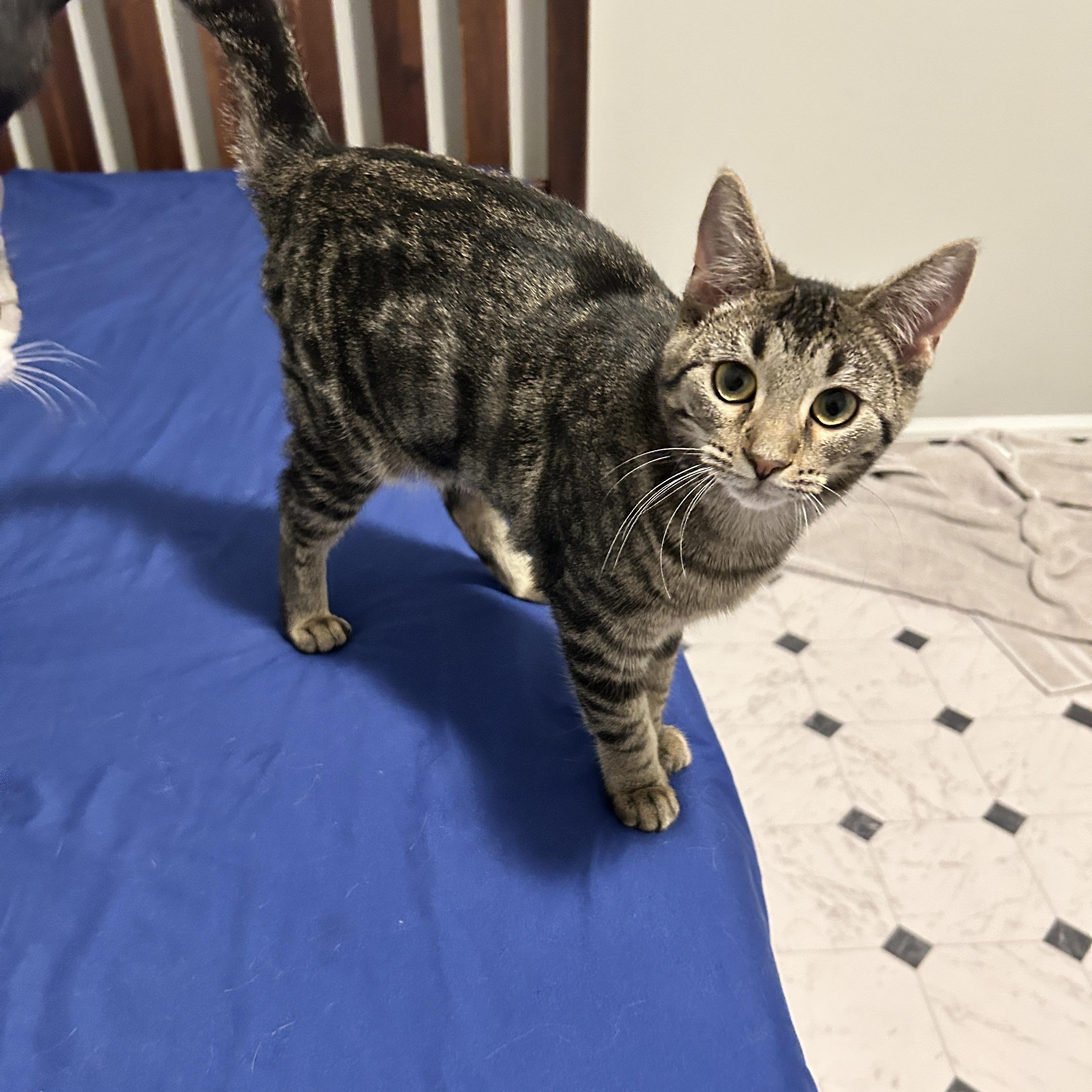 Enlarge Daisy (super sweet! must have feline friends), an adopted Domestic Short Hair in Lancaster, PA image 3/4