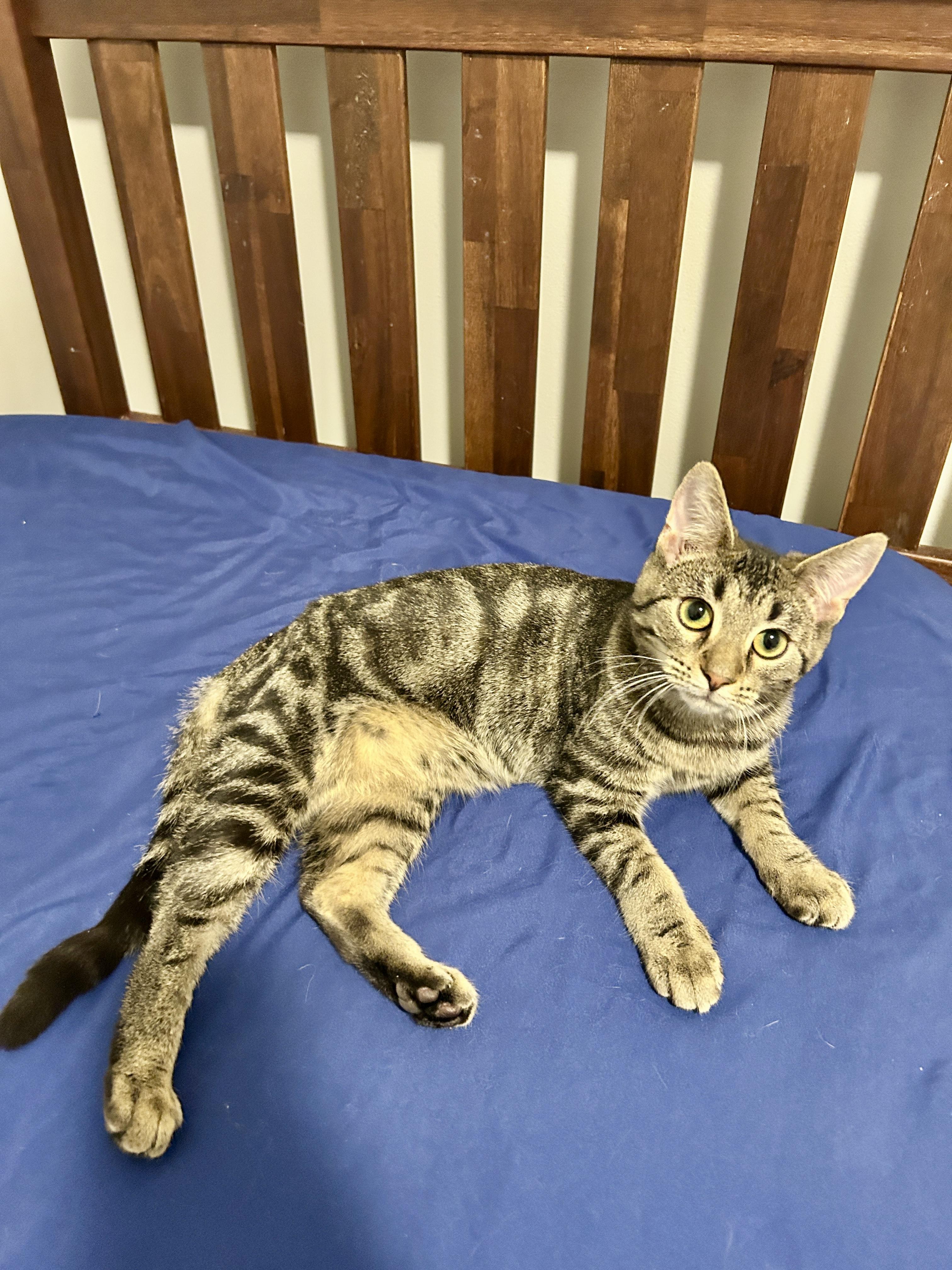 Daisy (super sweet! must have feline friends), adopted, Young Female Domestic Short Hair.