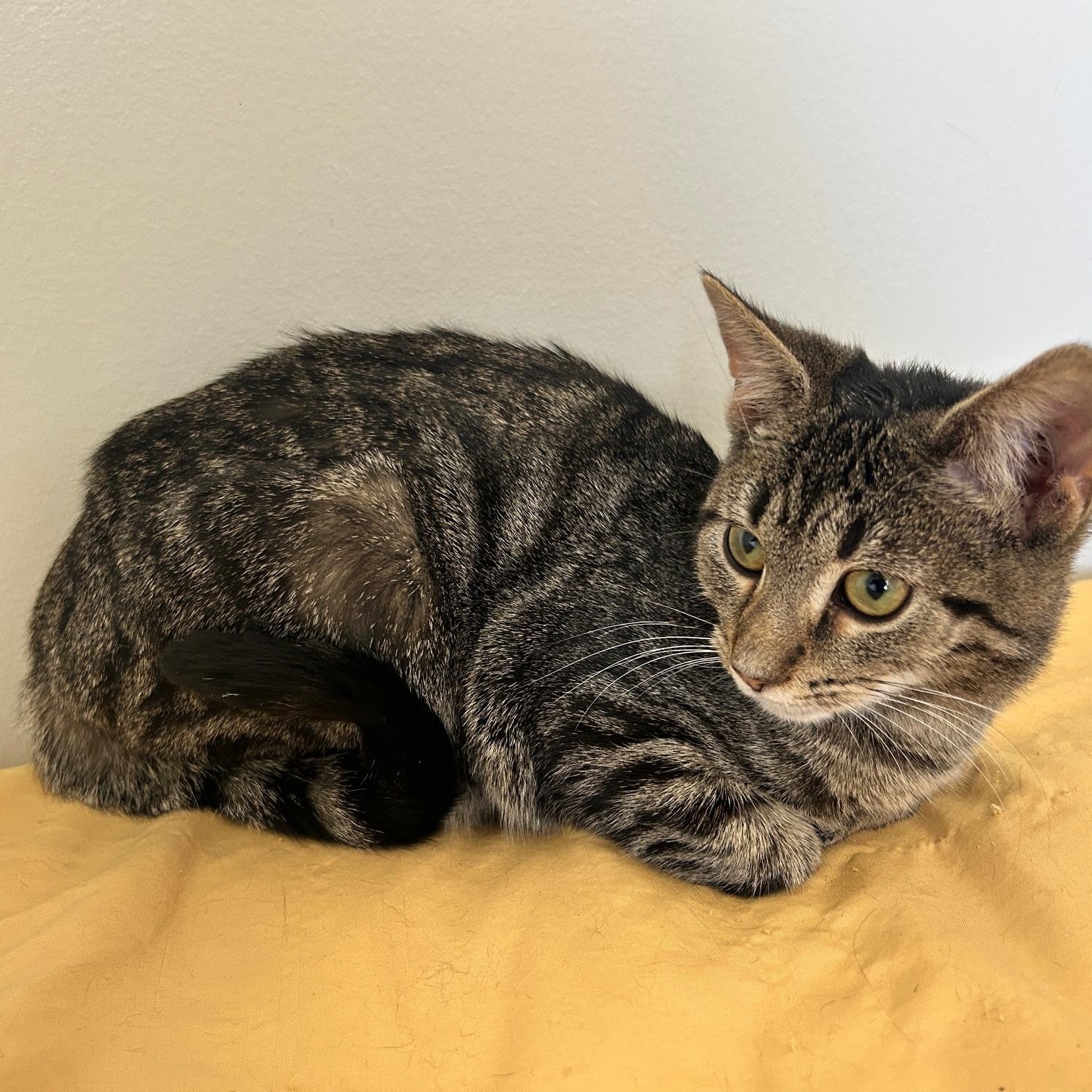 Enlarge Daisy (super sweet! must have feline friends), an adopted Domestic Short Hair in Lancaster, PA image 2/4