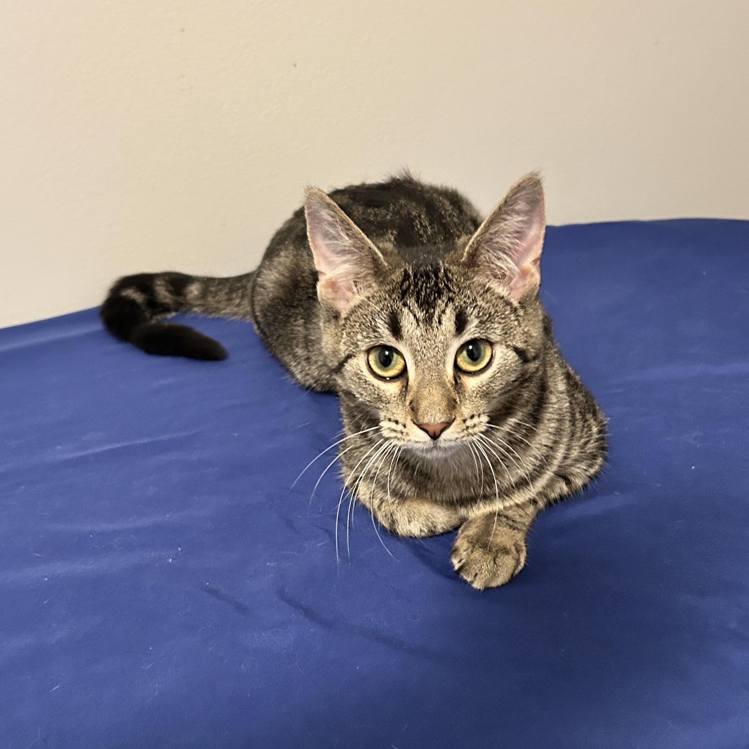 Enlarge Daisy (super sweet! must have feline friends), an adopted Domestic Short Hair in Lancaster, PA image 4/4