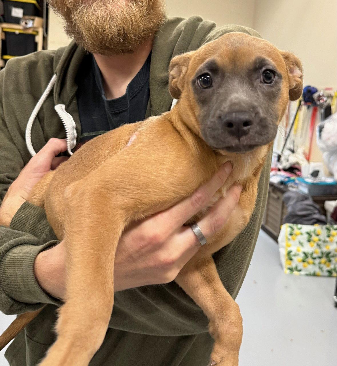 Ube, Adoptable, Puppy Female American Staffordshire Terrier & Boxer.