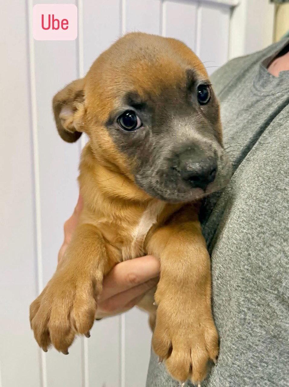 Enlarge Ube, a Adoptable mixed breed in GILBERTS, IL image 2/3