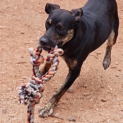 Baine, a Adoptable mixed breed in Anderson, SC image 1/5