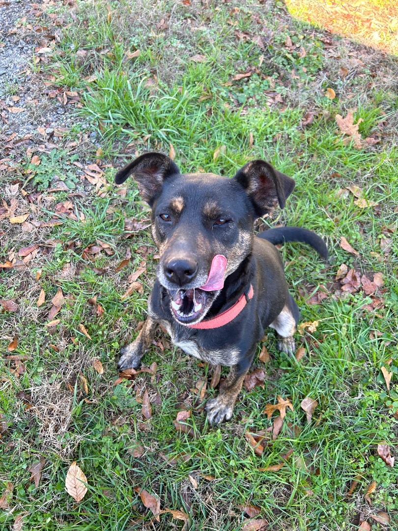 Baine, a Adoptable mixed breed in Anderson, SC image 2/5
