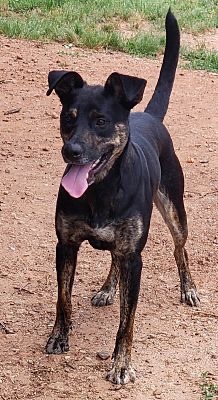 Baine, a Adoptable mixed breed in Anderson, SC image 3/5