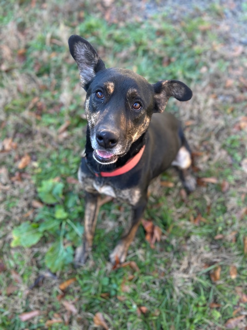 Baine, a Adoptable mixed breed in Anderson, SC image 4/5
