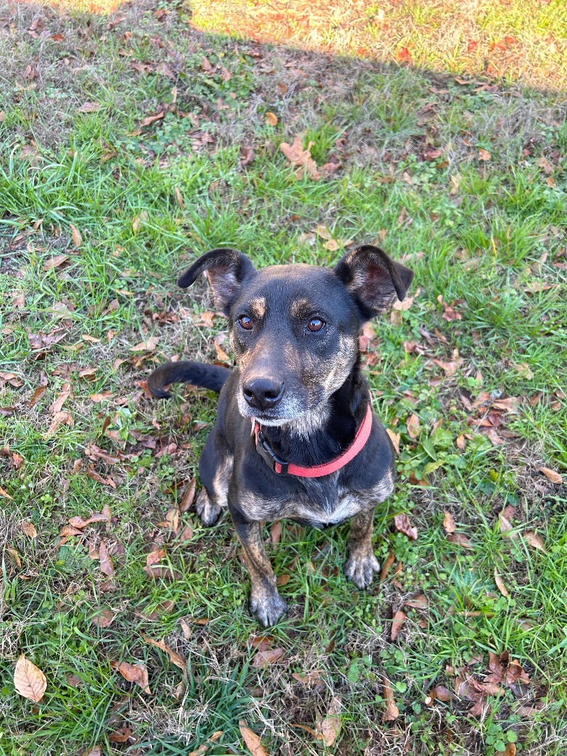 Baine, a Adoptable mixed breed in Anderson, SC image 5/5