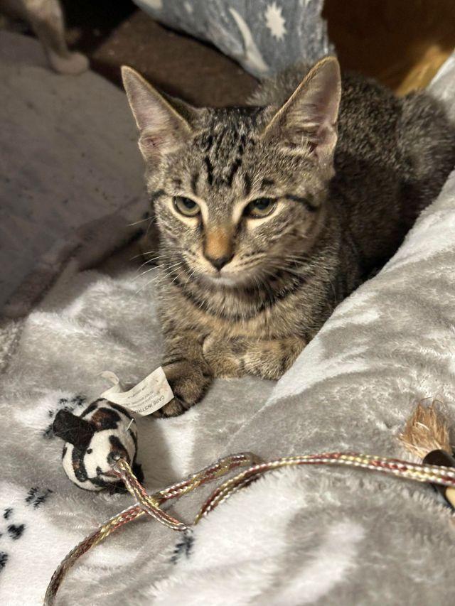 ESMU, Adoptable, Young Female Domestic Short Hair.