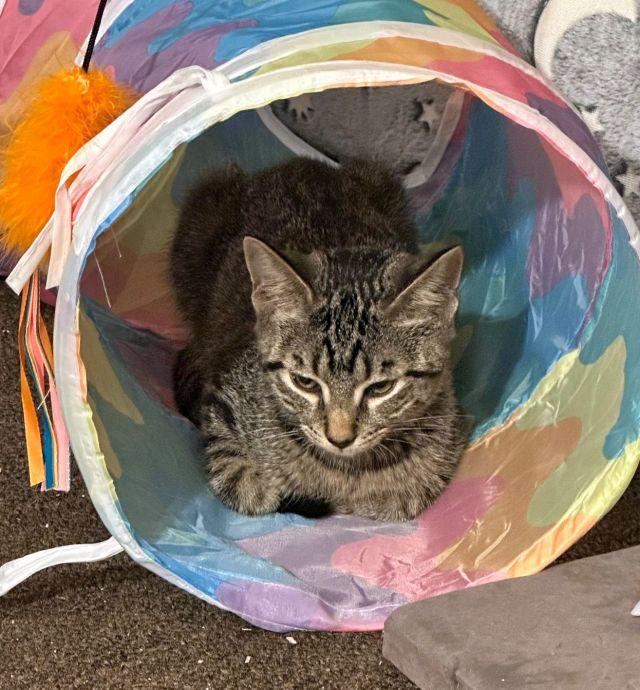 ESMU, a Adoptable Domestic Short Hair in Powder Springs, GA image 2/3