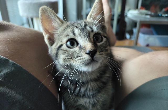 ESMU, a Adoptable Domestic Short Hair in Powder Springs, GA image 3/3