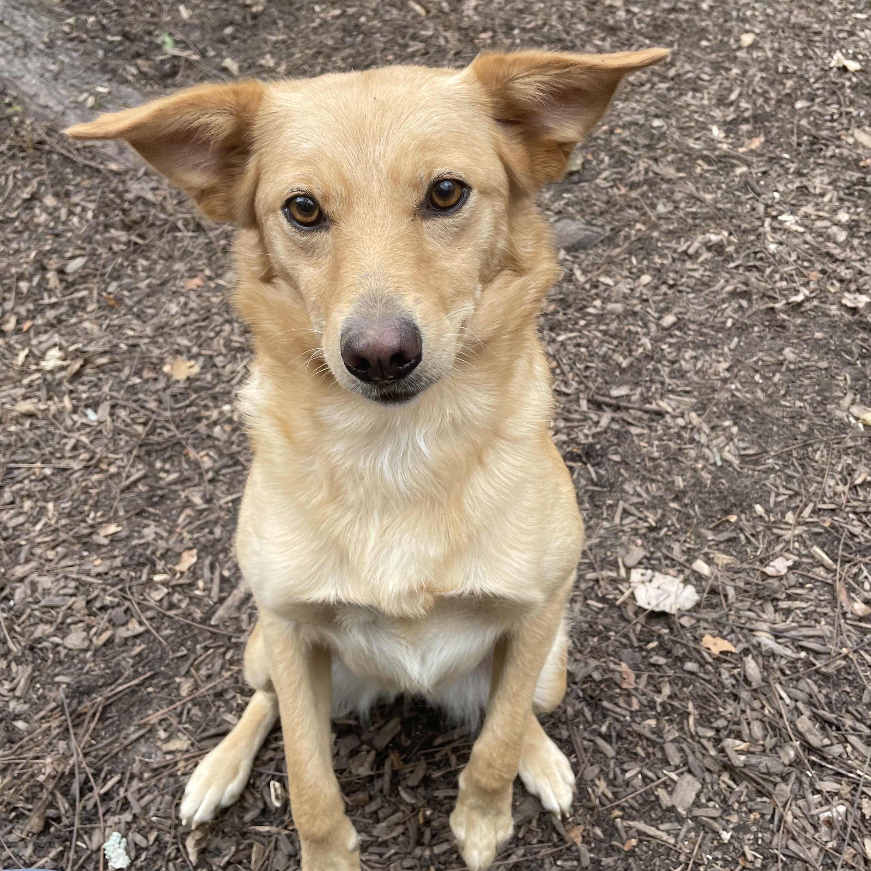 Enlarge Wyoming, a Adoptable mixed breed in Spencer, IN image 1/3