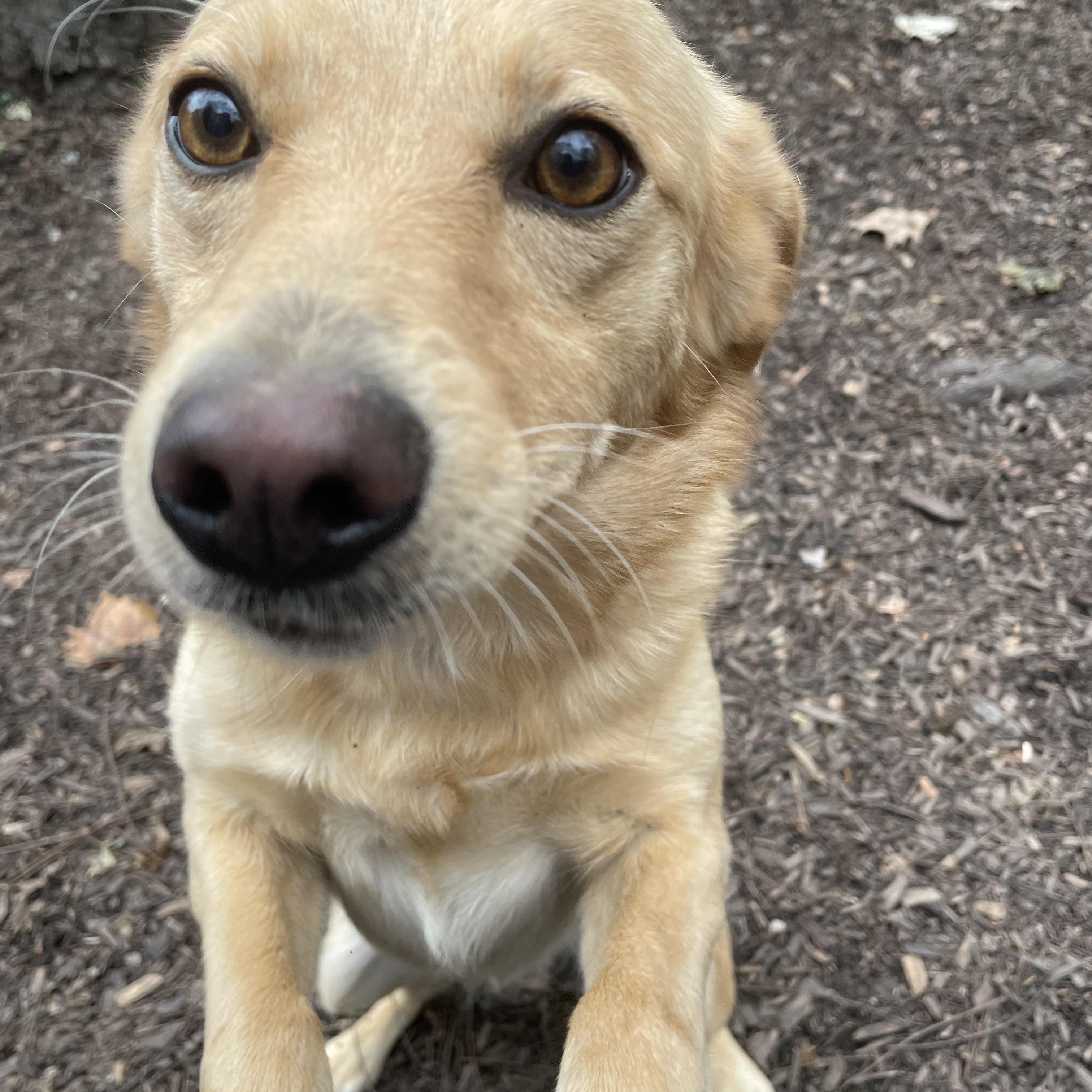 Enlarge Wyoming, a Adoptable mixed breed in Spencer, IN image 2/3