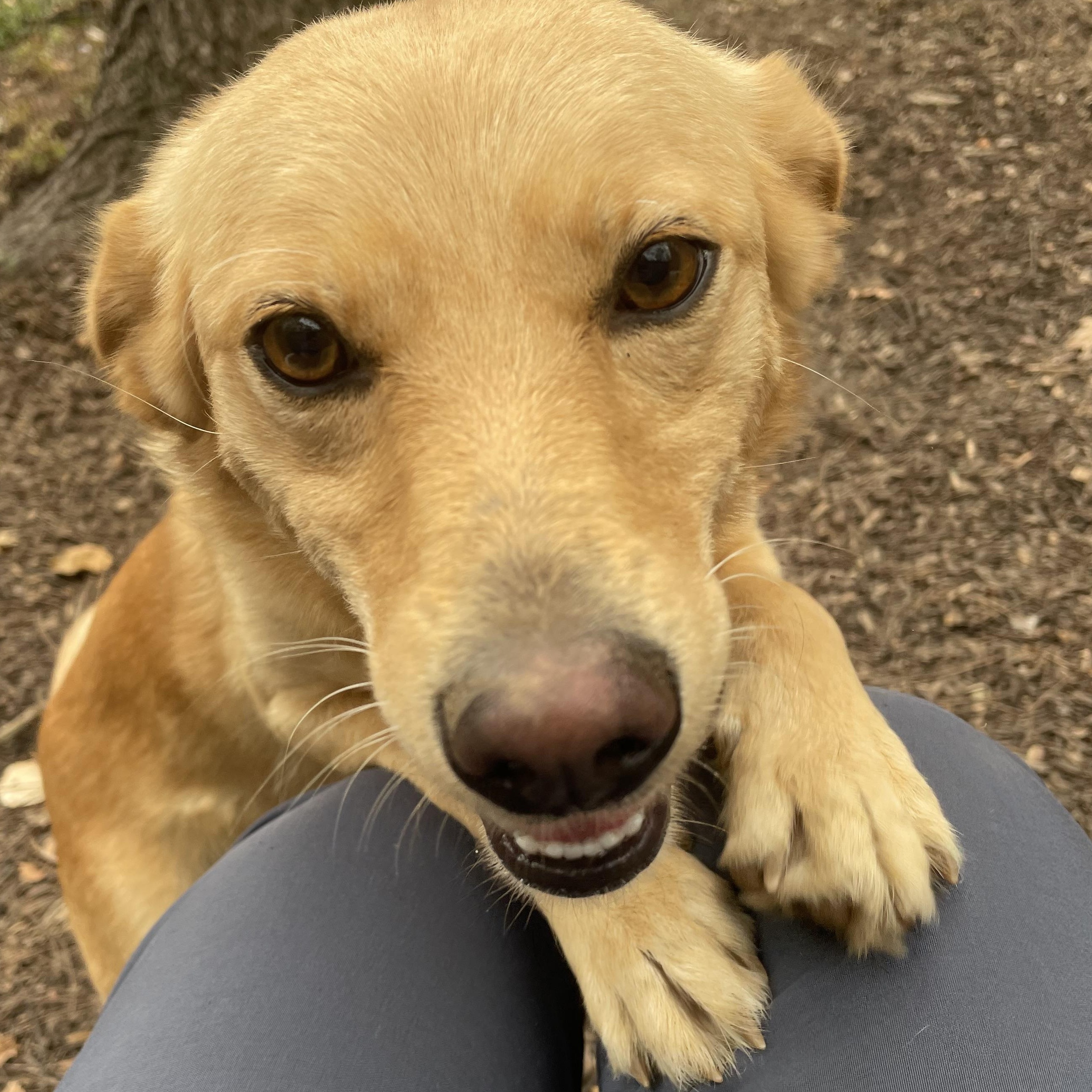 Enlarge Wyoming, a Adoptable mixed breed in Spencer, IN image 3/3