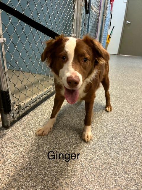 Ginger, Adoptable, Young Female Hound & Mixed Breed.