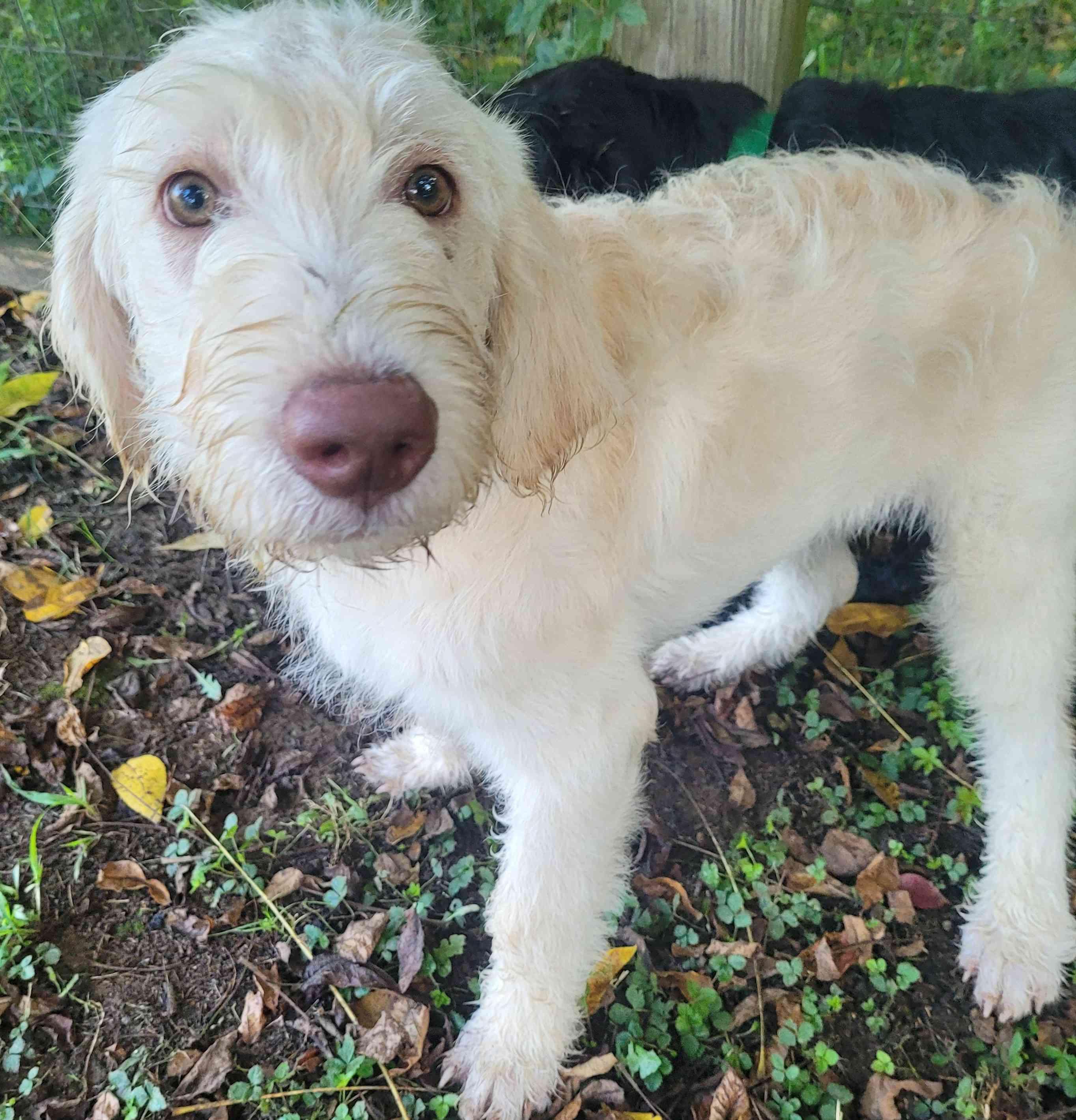 Leo 16, a ADOPTABLE mixed breed in Killingworth, CT image 3/6