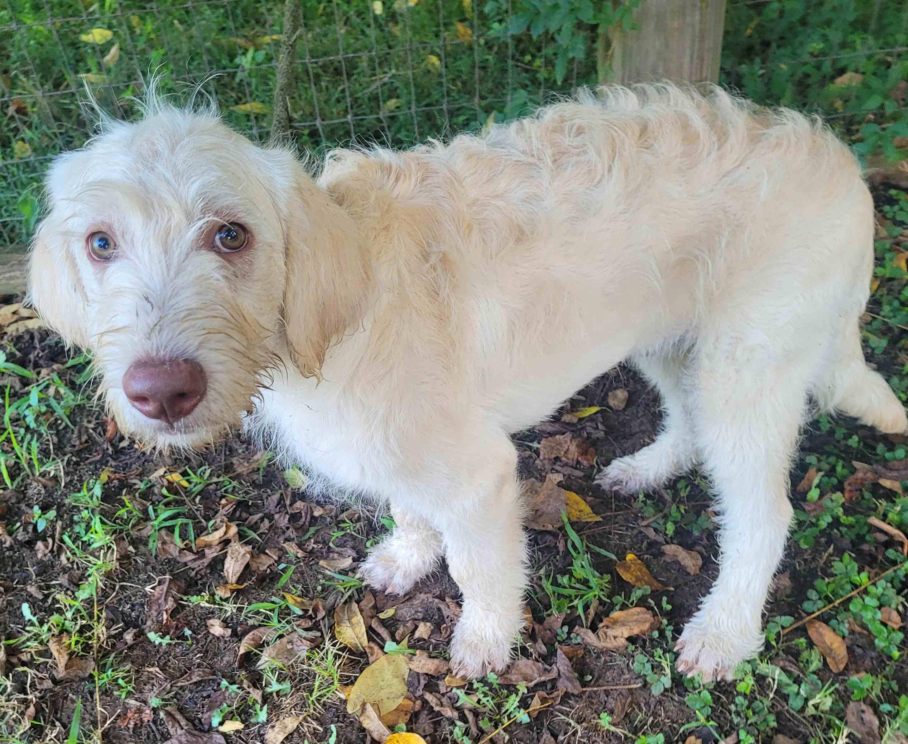 Leo 16, a ADOPTABLE mixed breed in Killingworth, CT image 4/6
