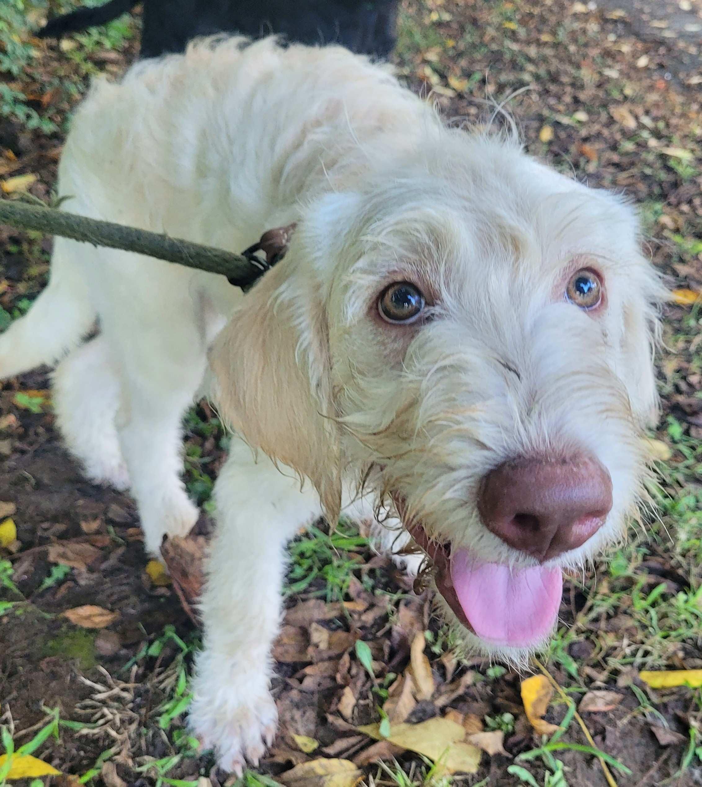 Leo 16, ADOPTABLE, Puppy Male Labradoodle.