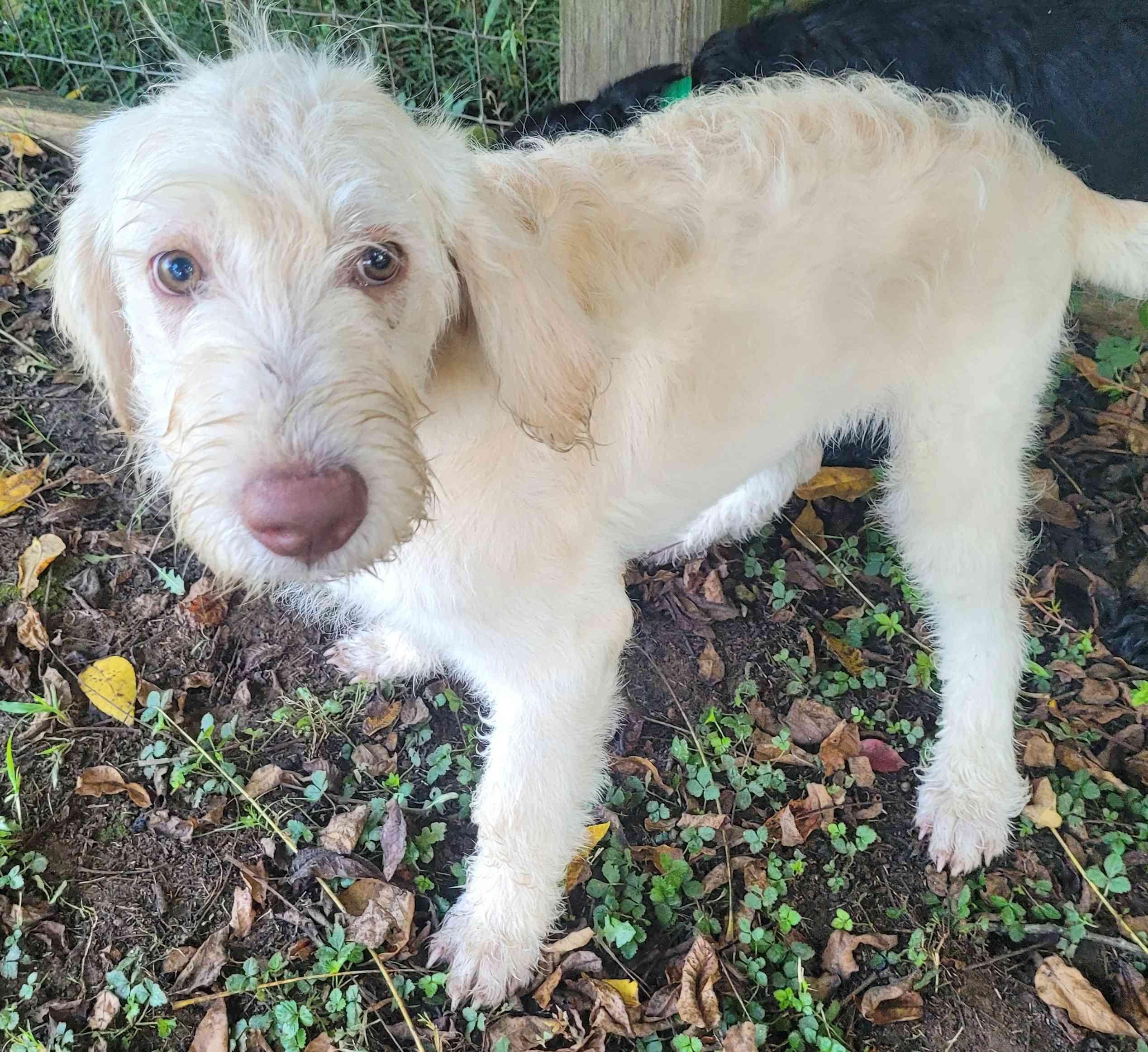 Leo 16, a ADOPTABLE mixed breed in Killingworth, CT image 2/6