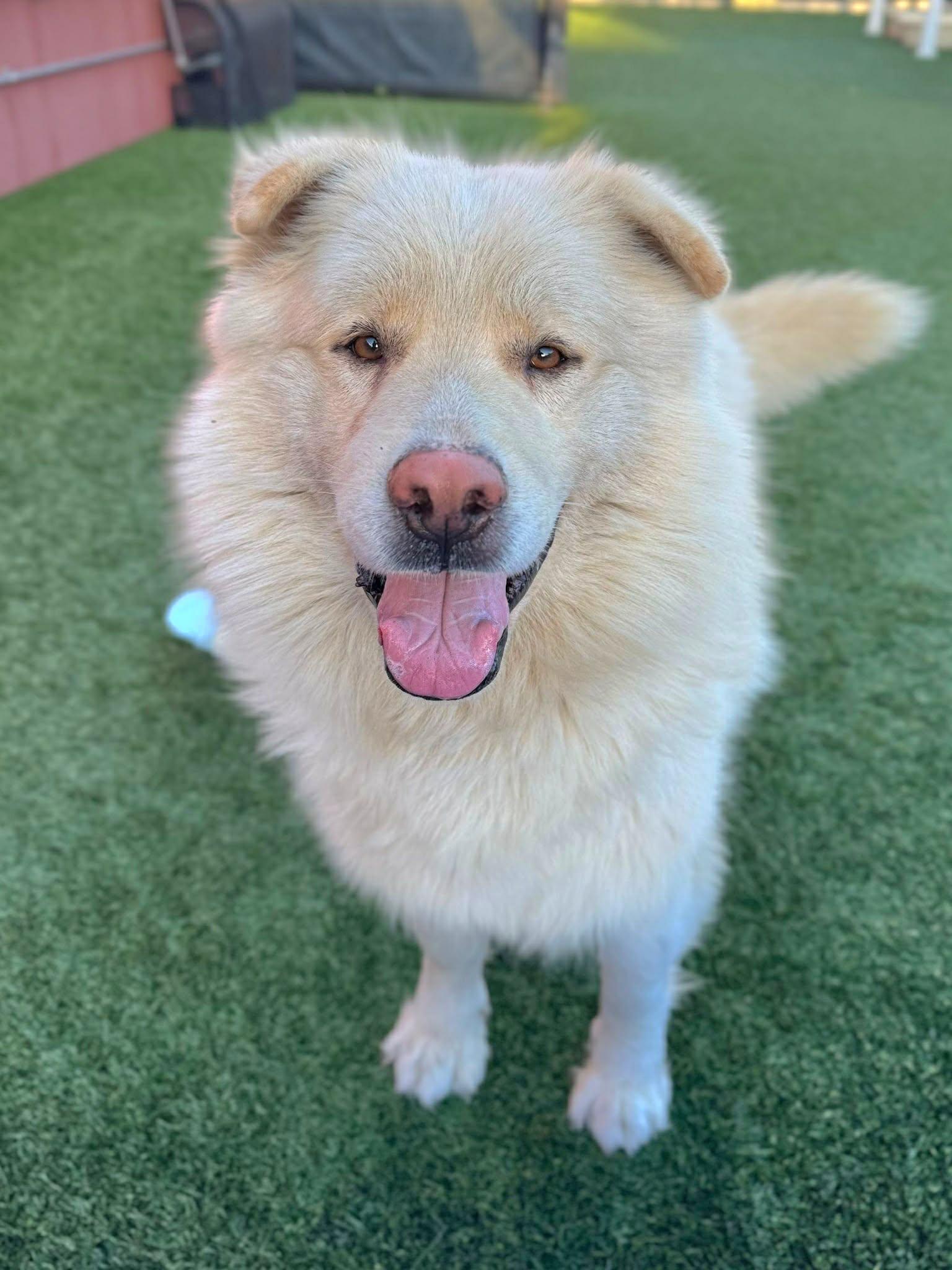Enlarge Cory, a Adoptable mixed breed in Seattle, WA image 3/5
