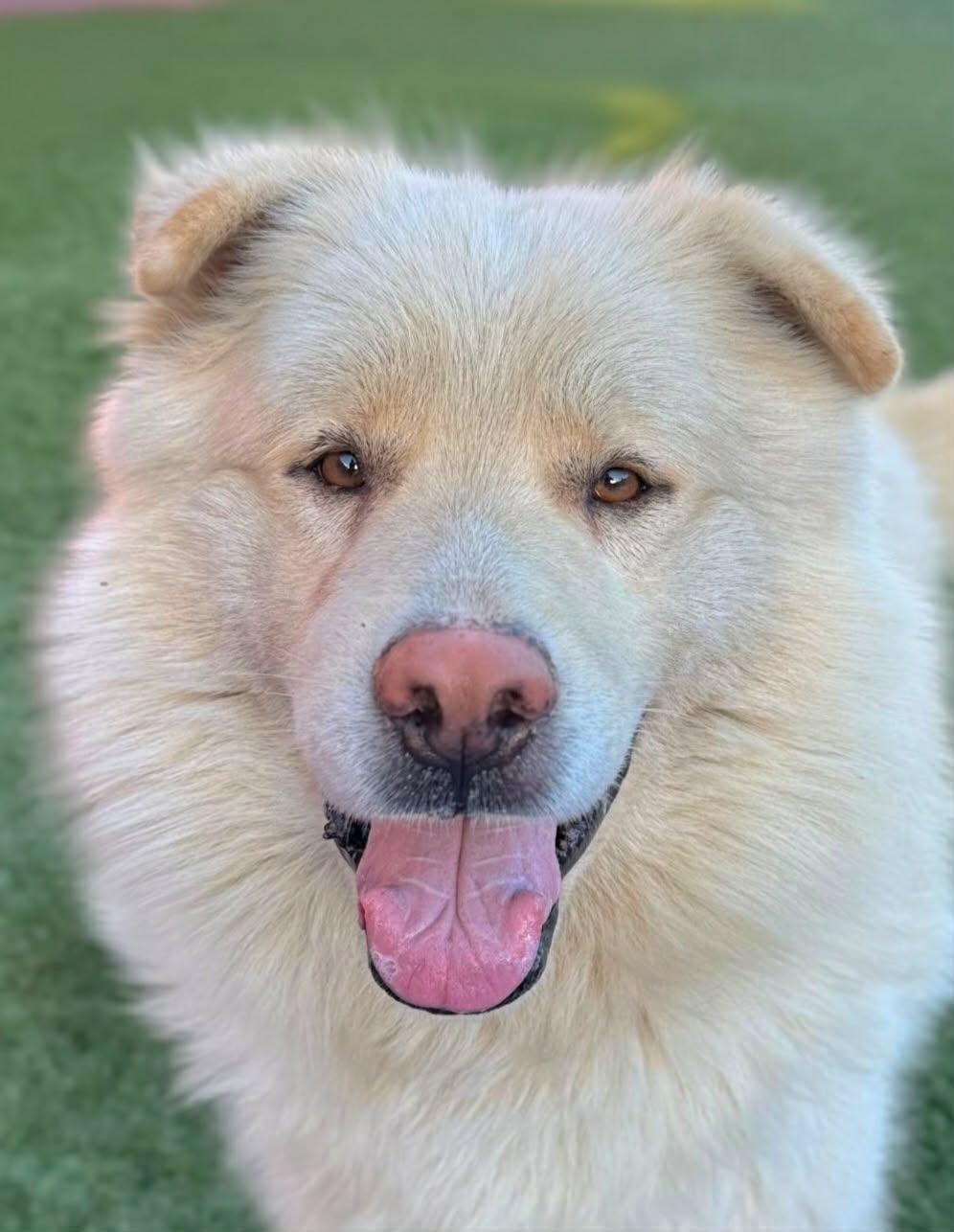 Cory, Adoptable, Adult Male Chow Chow.