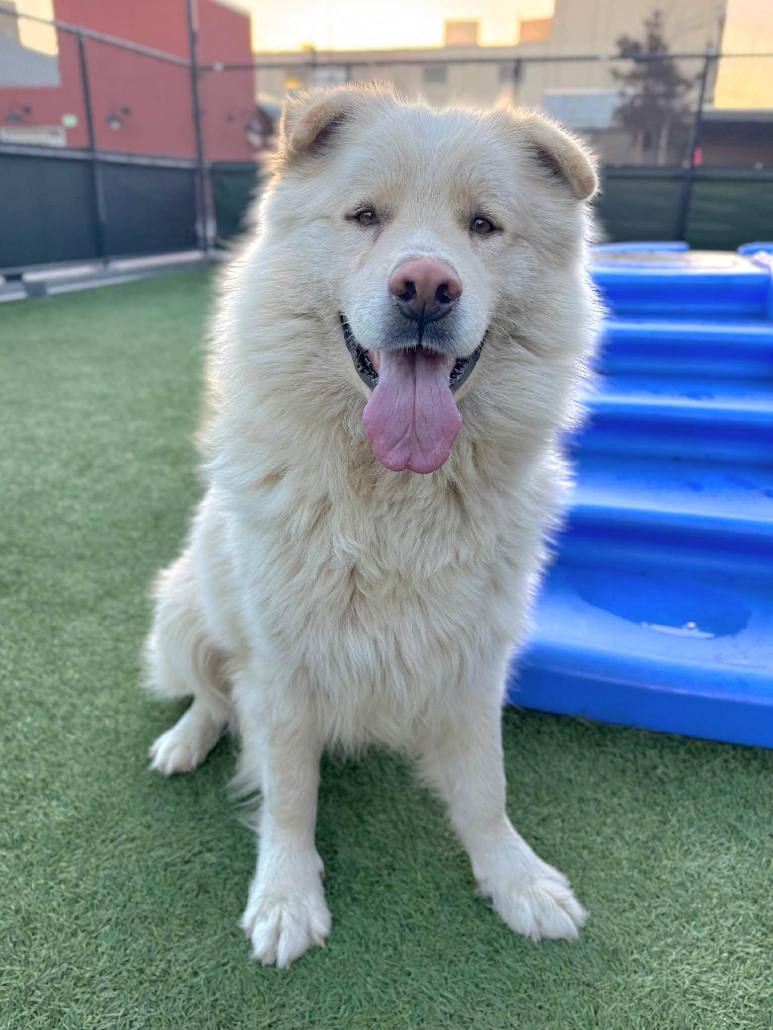Enlarge Cory, a Adoptable mixed breed in Seattle, WA image 5/5