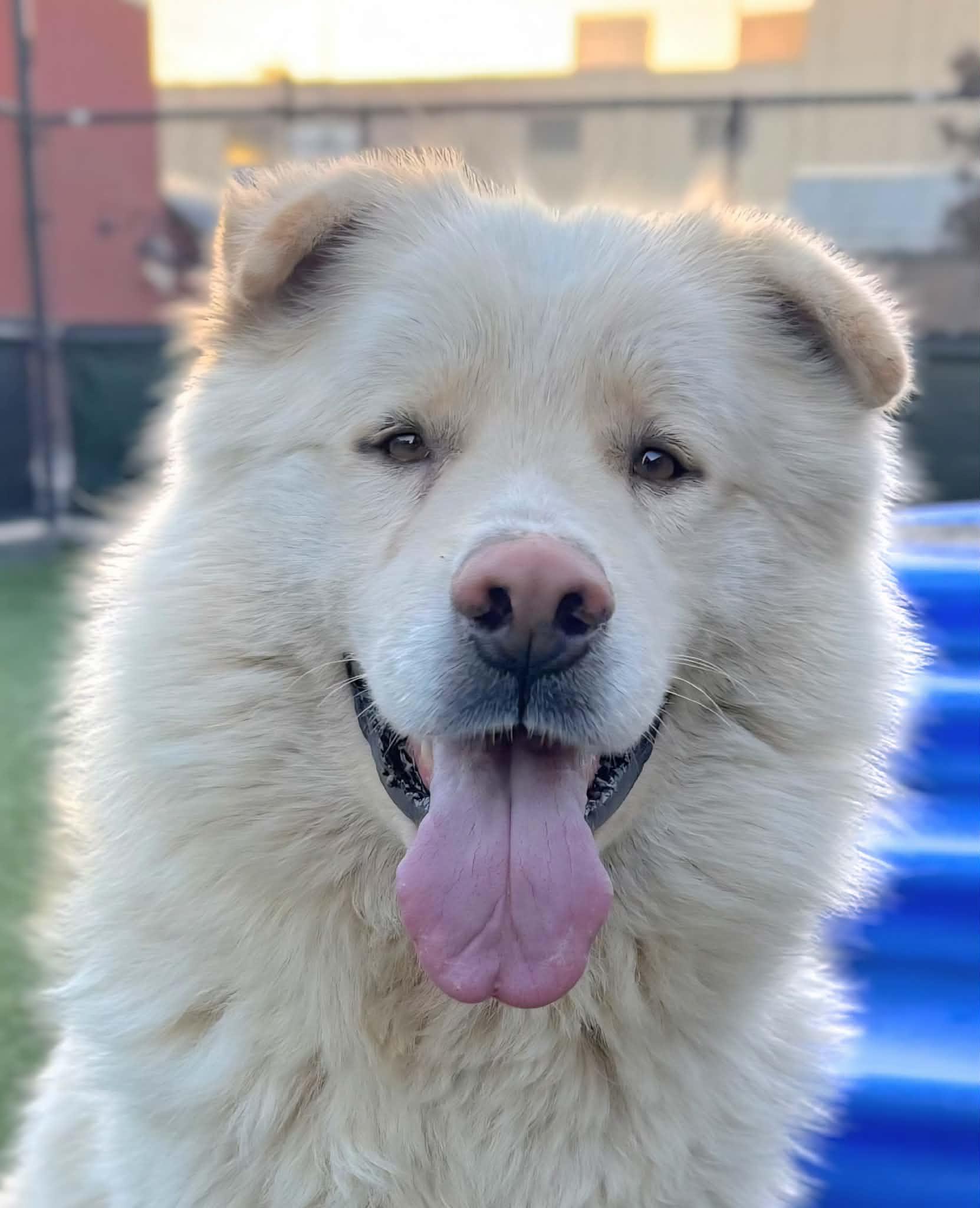 Enlarge Cory, a Adoptable mixed breed in Seattle, WA image 4/5