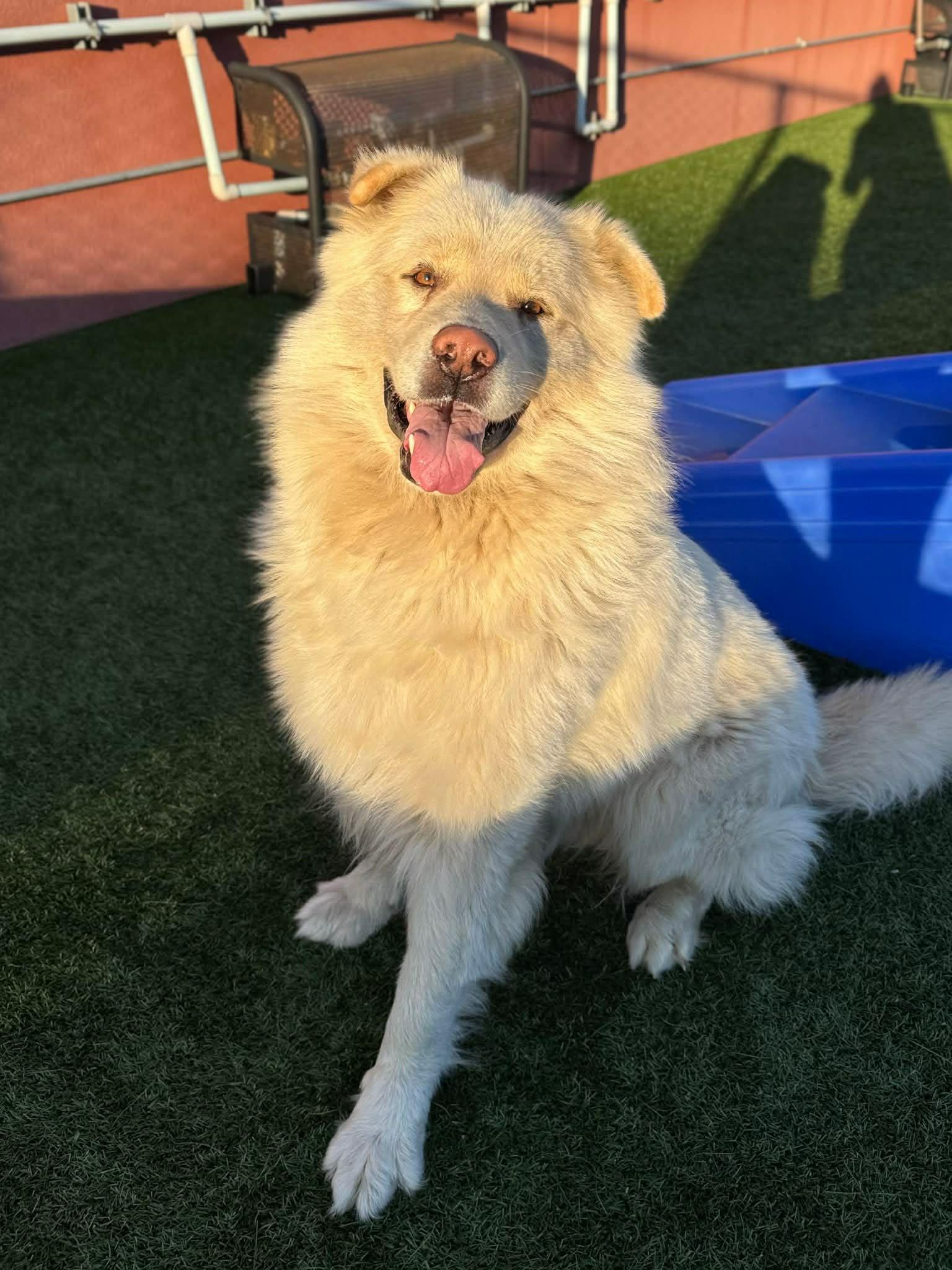 Enlarge Cory, a Adoptable mixed breed in Seattle, WA image 2/5