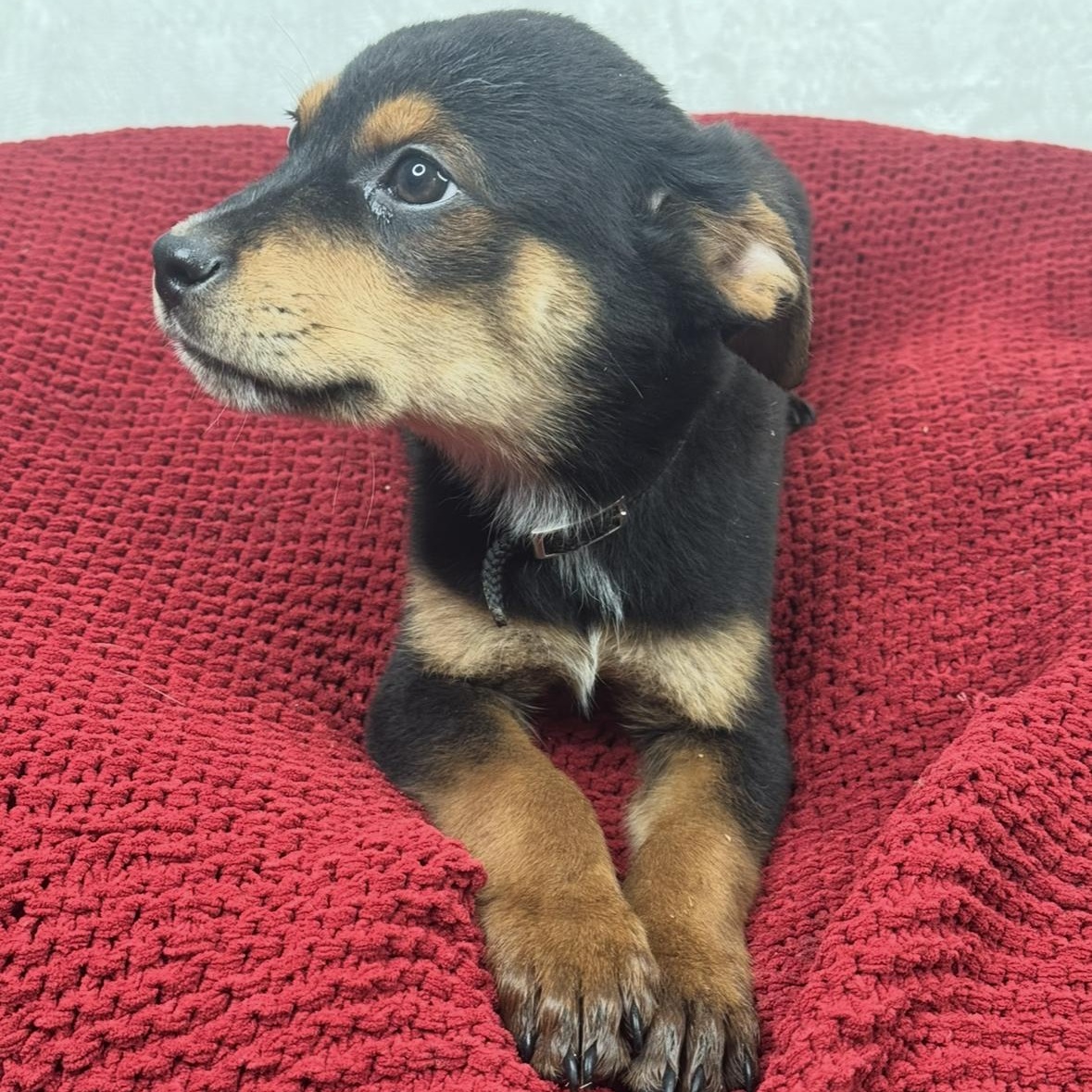 Sawyer , a Adoptable mixed breed in Madison, WI image 4/6