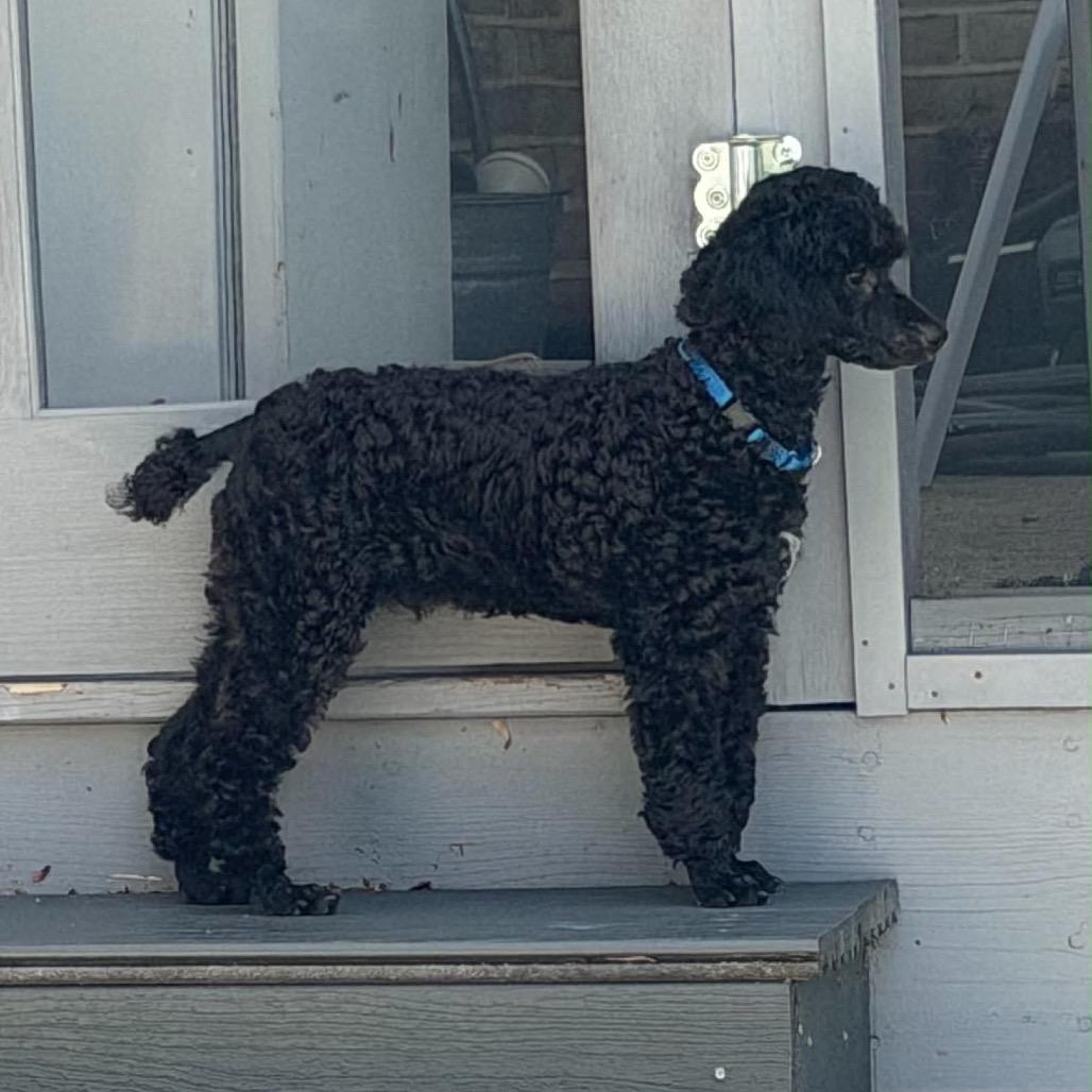 Paco, Adoptable, Puppy Male Miniature Poodle.