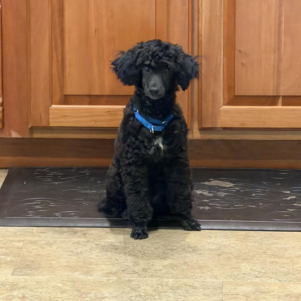 Enlarge Paco, a Adoptable Miniature Poodle in Sinking Spring, PA image 2/6