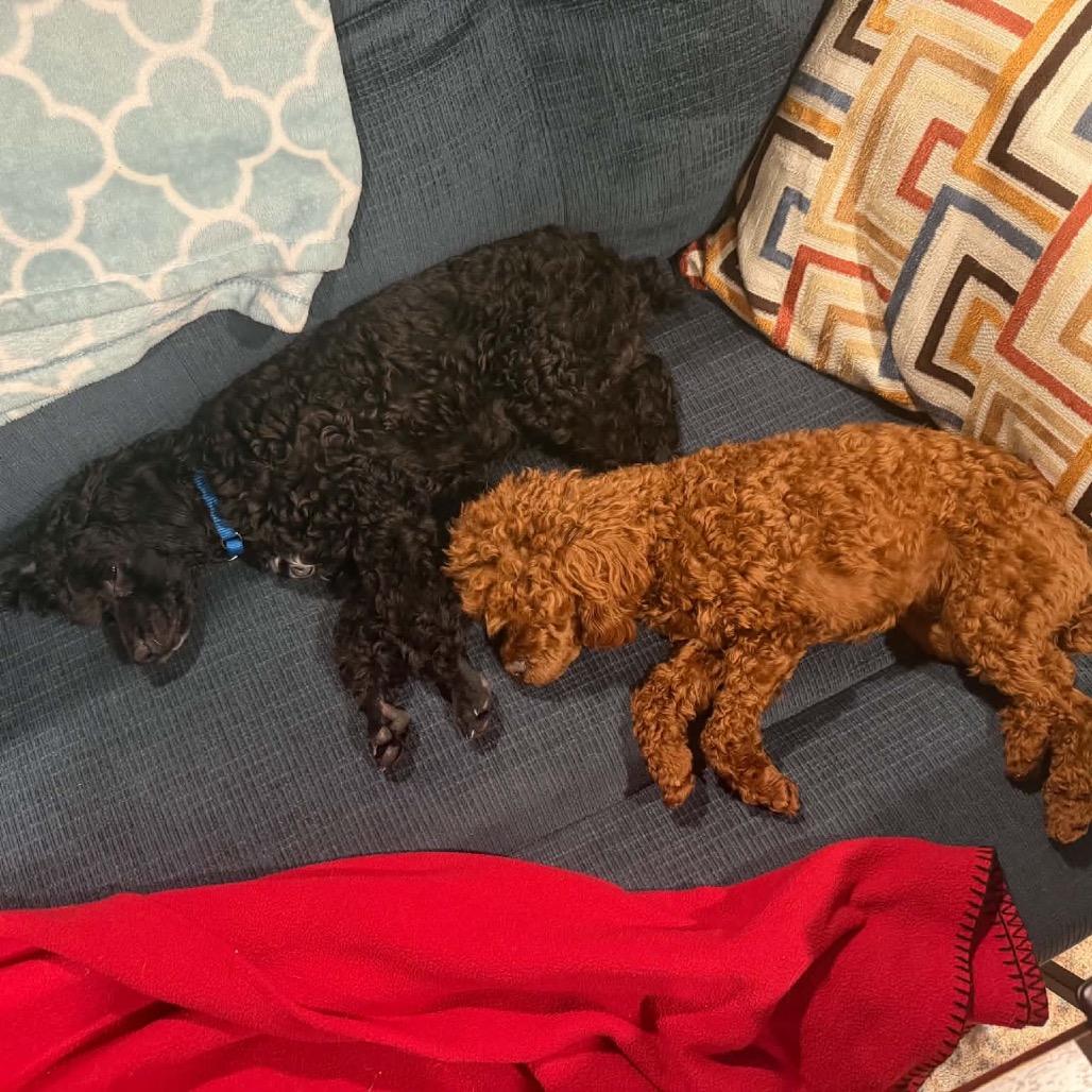 Enlarge Paco, a Adoptable Miniature Poodle in Sinking Spring, PA image 3/6