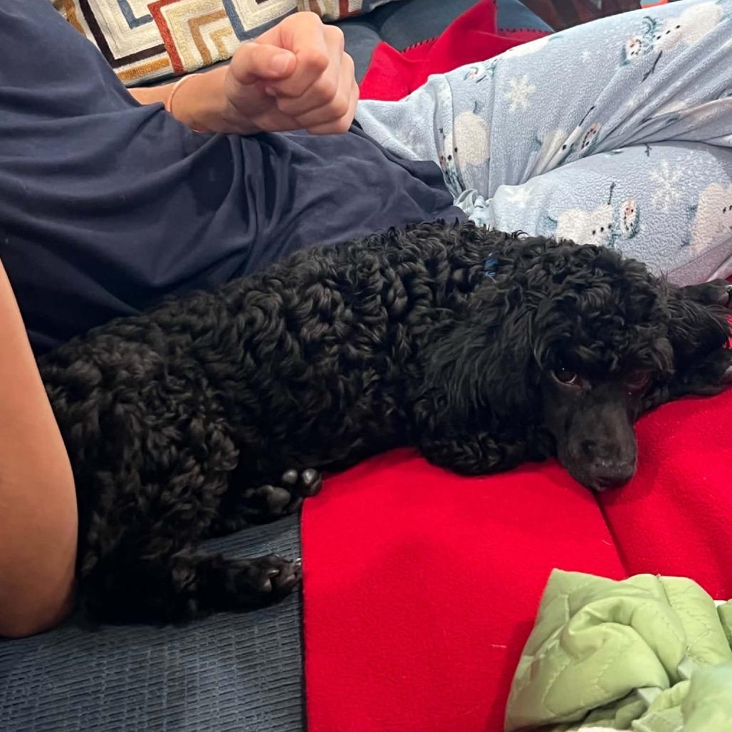 Enlarge Paco, a Adoptable Miniature Poodle in Sinking Spring, PA image 4/6