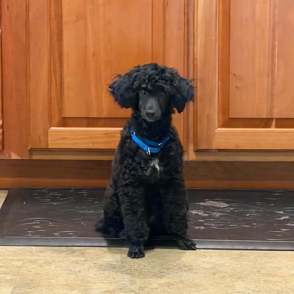 Enlarge Paco, a Adoptable Miniature Poodle in Sinking Spring, PA image 5/6