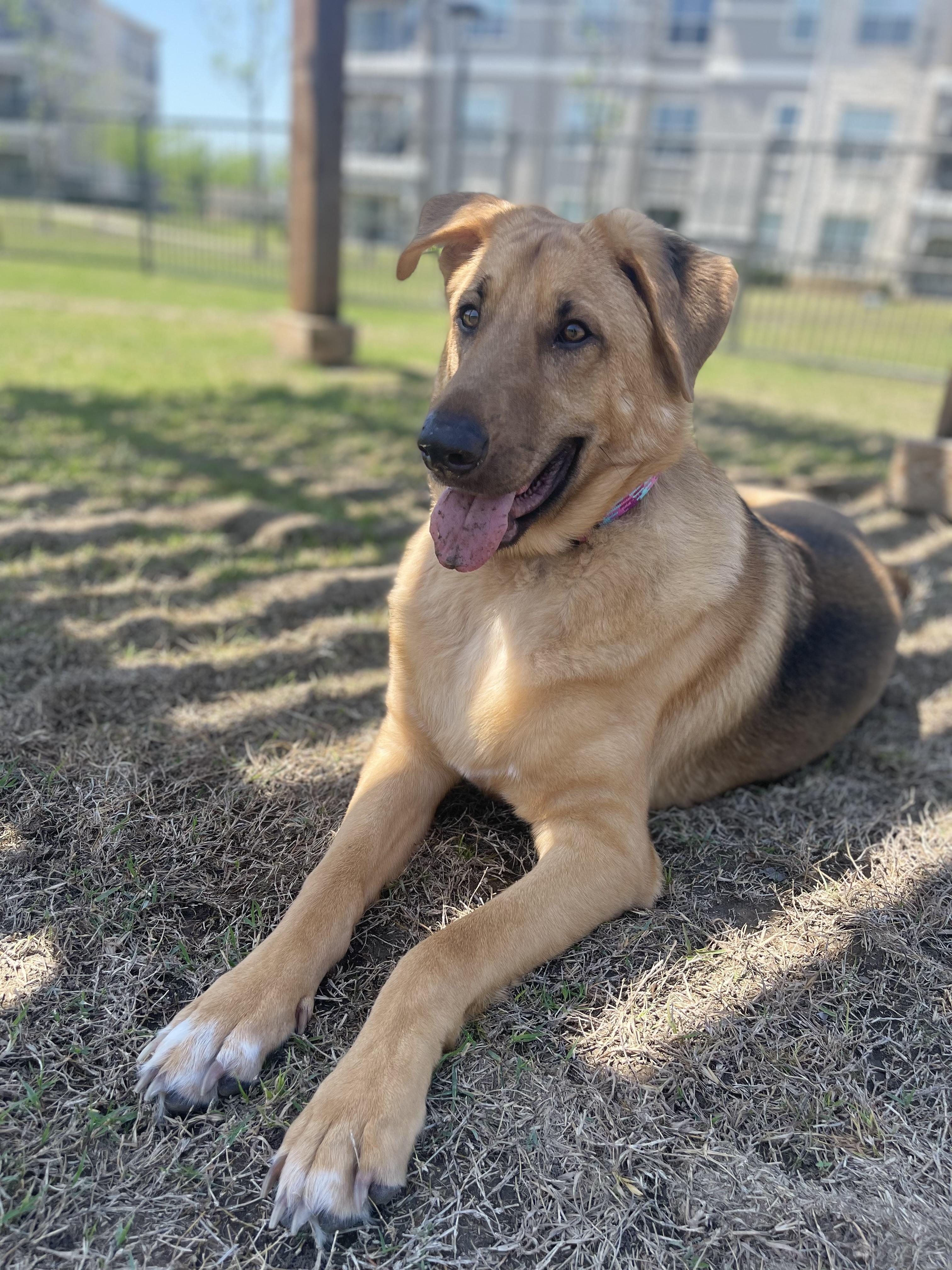 Lola **COURTESY POST**CONTACT OWNER DIRECTLY**, a Adoptable mixed breed image 1/4