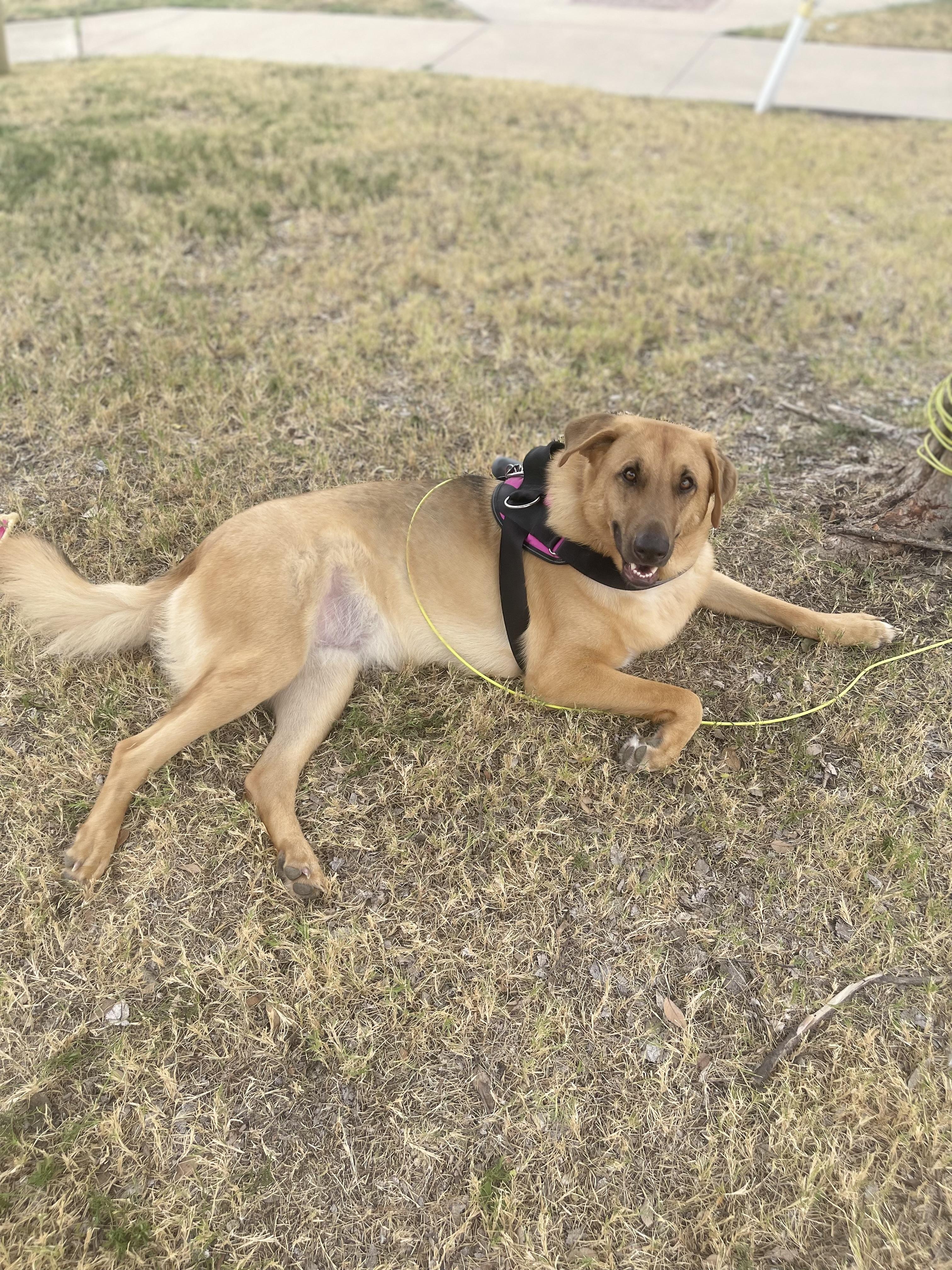 Lola **COURTESY POST**CONTACT OWNER DIRECTLY**, a Adoptable mixed breed image 2/4