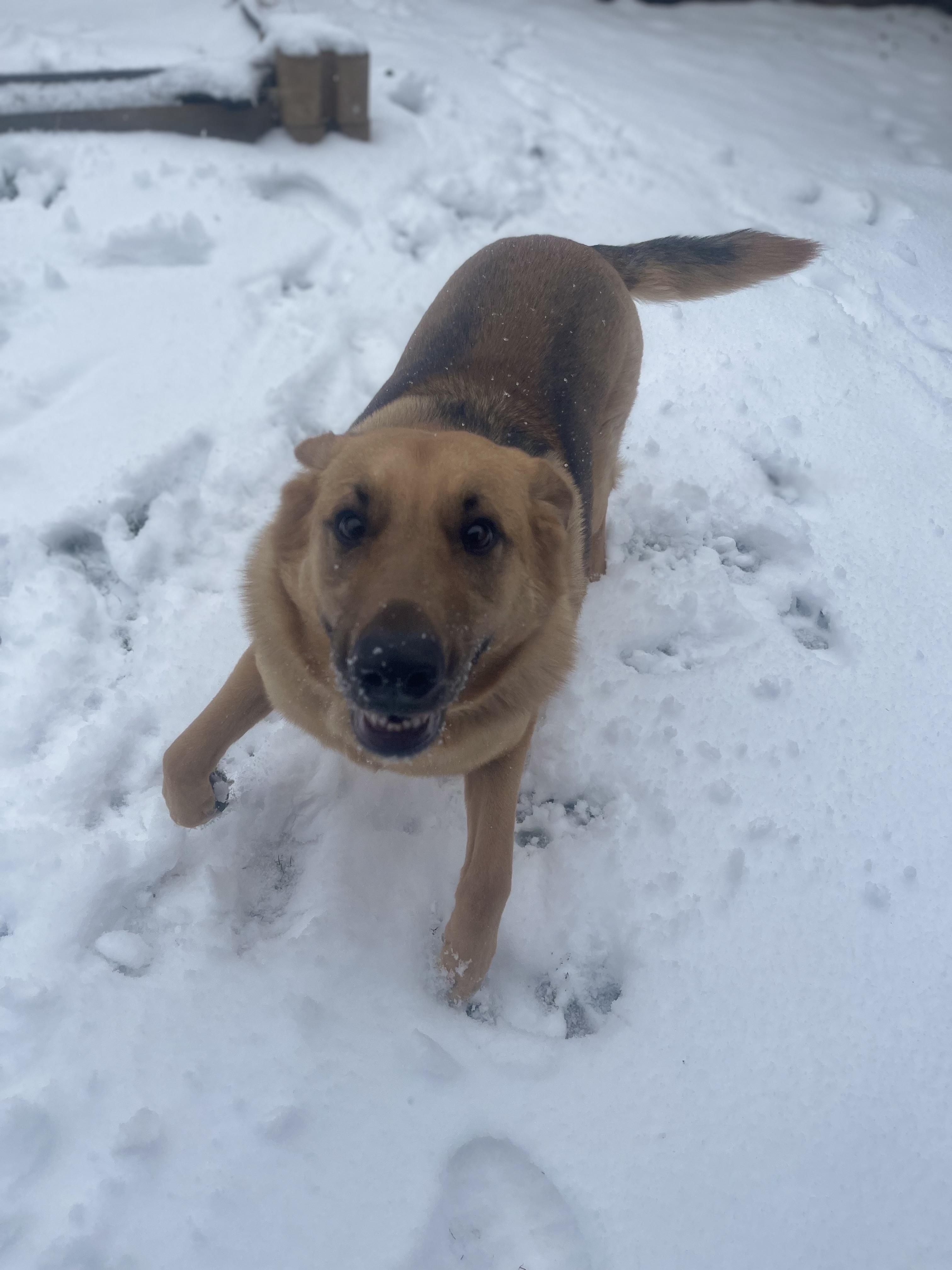 Lola **COURTESY POST**CONTACT OWNER DIRECTLY**, a Adoptable mixed breed image 3/4